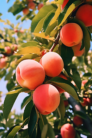 桃子果园桃子高清摄影图