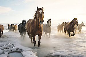 万马奔腾气势恢宏奔跑的马摄影图