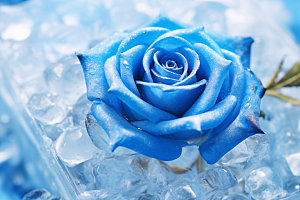 冰玫瑰爱情高清素材
