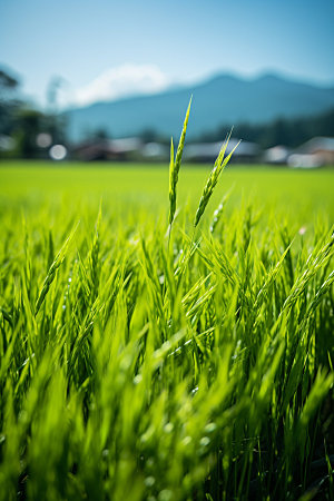 小麦农田自然素材