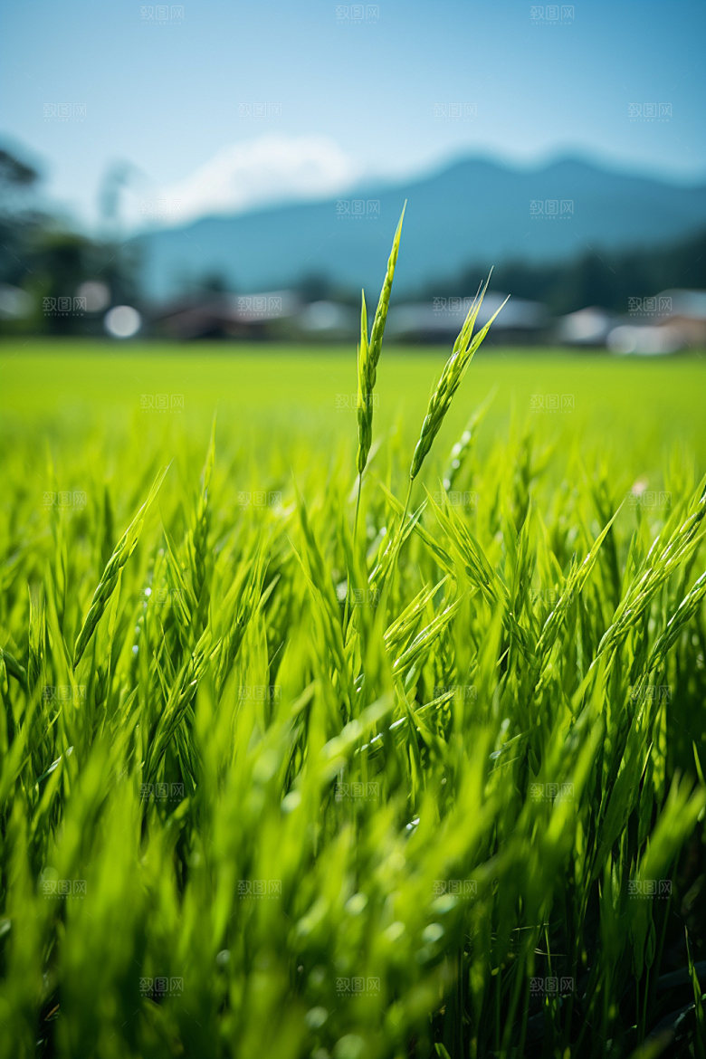 小麦农田自然素材