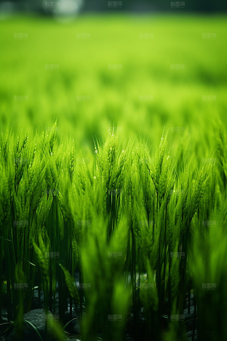 小麦自然乡村素材