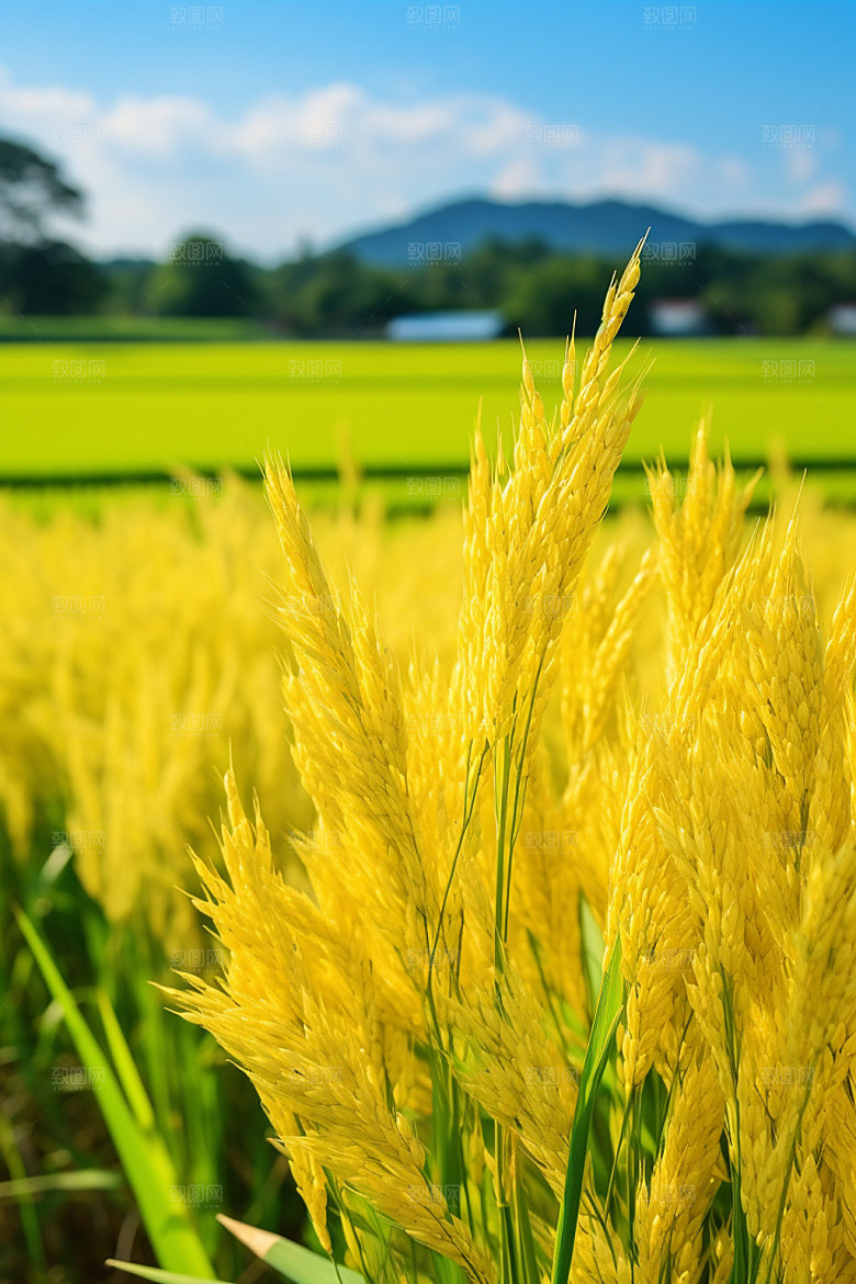 小麦农田麦地素材