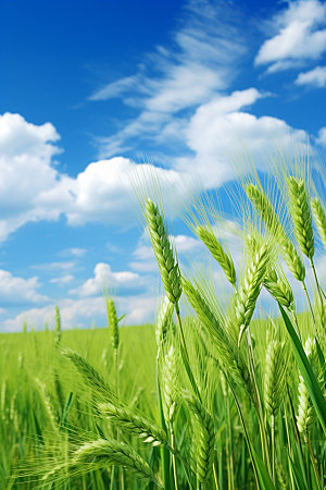 小麦自然麦田素材