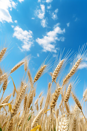 小麦自然麦地素材