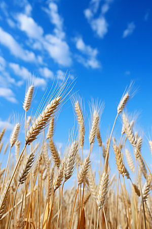 小麦麦地农田素材