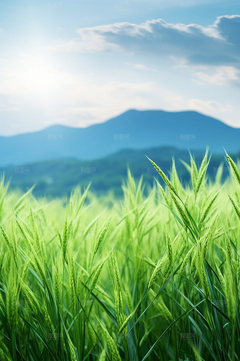 小麦乡村清新素材