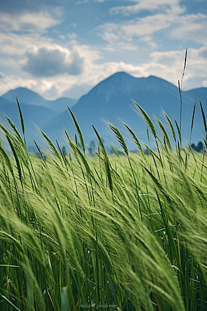 小麦自然农田素材
