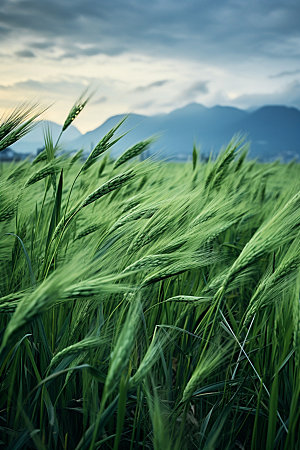 小麦乡村自然素材