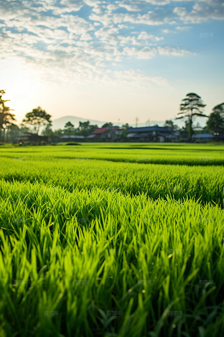 小麦乡村麦地素材