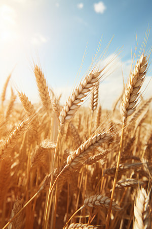 小麦自然乡村素材
