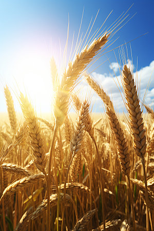 小麦稻谷自然素材