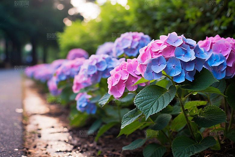 绣球花唯美夏日摄影图
