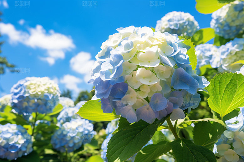 绣球花自然八仙花摄影图