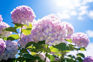绣球花植物夏日摄影图