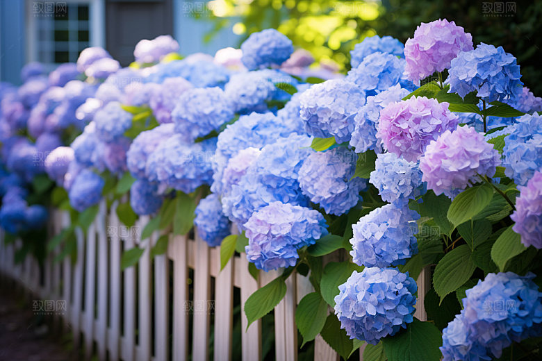 绣球花八仙花自然摄影图