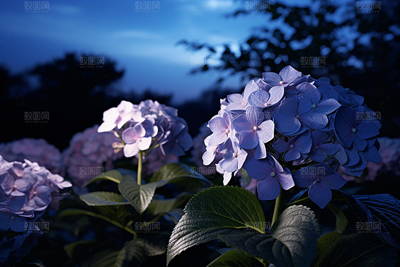 绣球花紫阳花高清摄影图