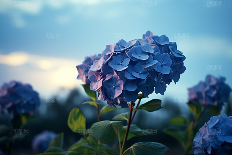 绣球花自然无尽夏摄影图