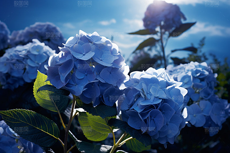绣球花八仙花植物摄影图