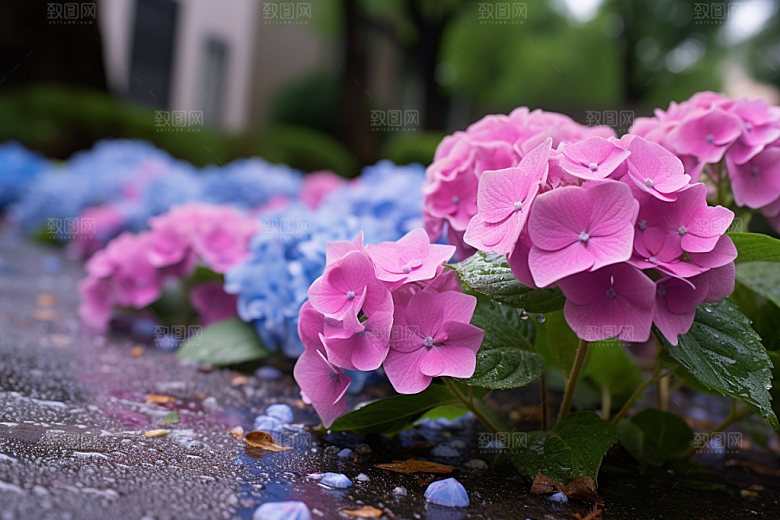 绣球花唯美夏日摄影图