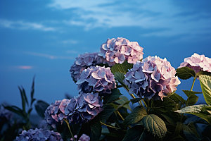 绣球花自然植物摄影图