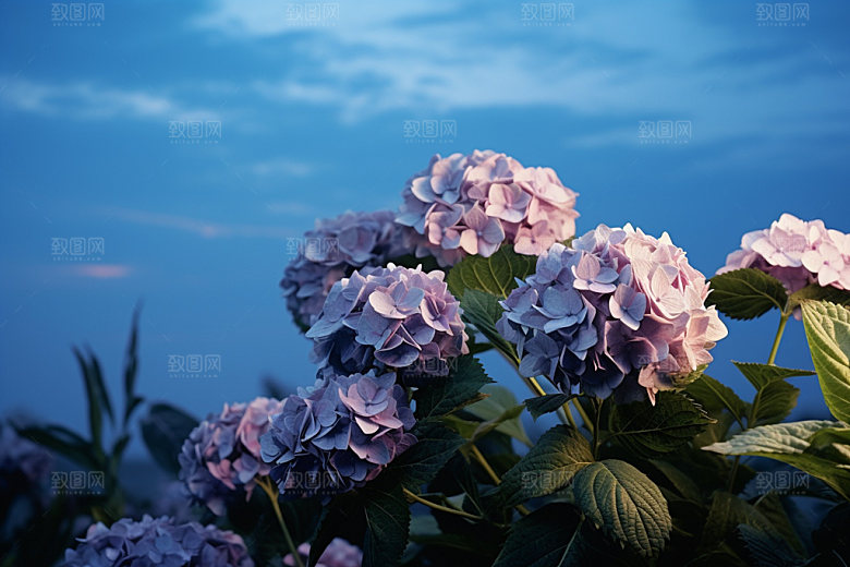 绣球花自然植物摄影图
