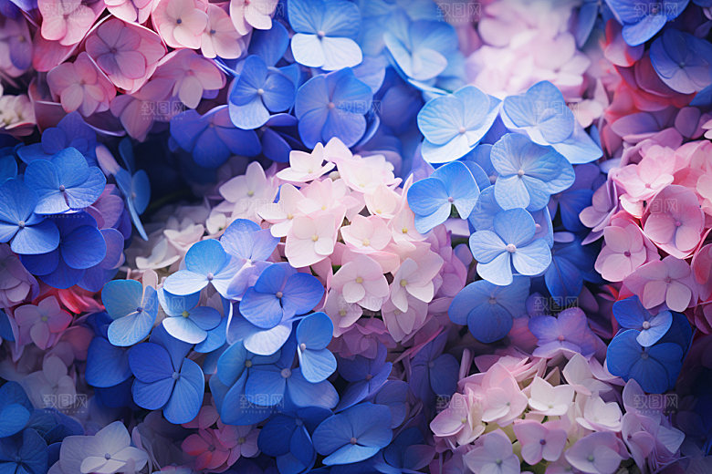 绣球花八仙花花卉摄影图