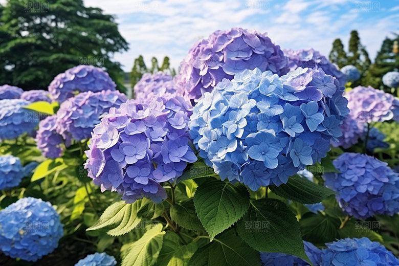 绣球花无尽夏八仙花摄影图
