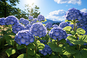 绣球花植物紫阳花摄影图