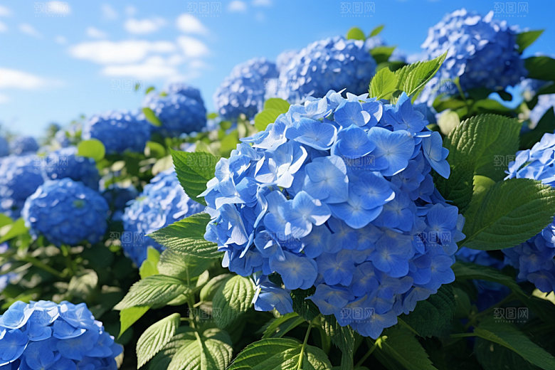 绣球花夏日唯美摄影图