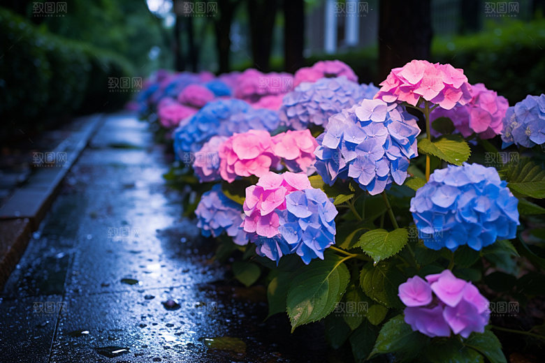 绣球花紫阳花植物摄影图