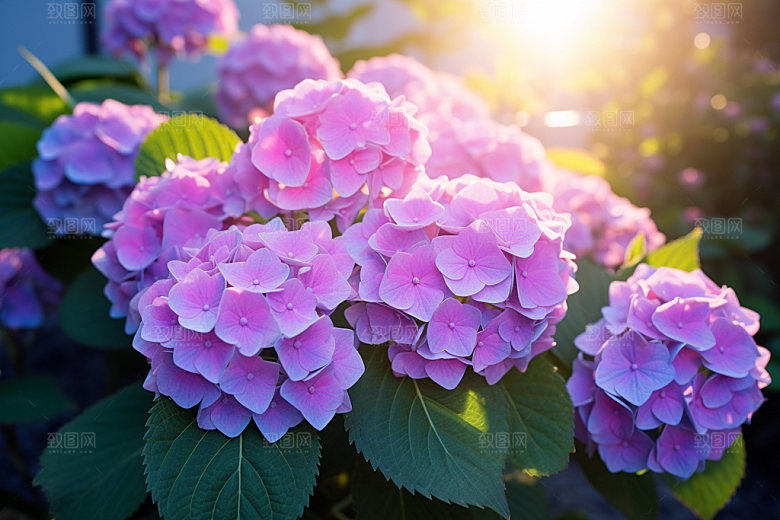 绣球花八仙花夏日摄影图