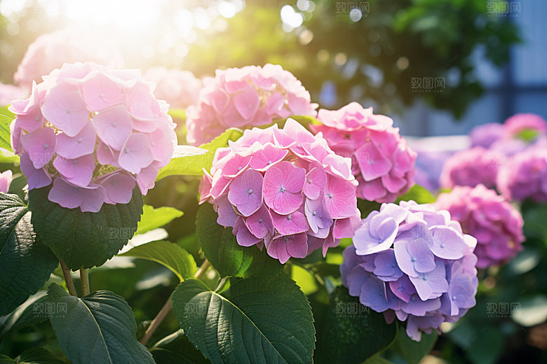 绣球花八仙花植物摄影图