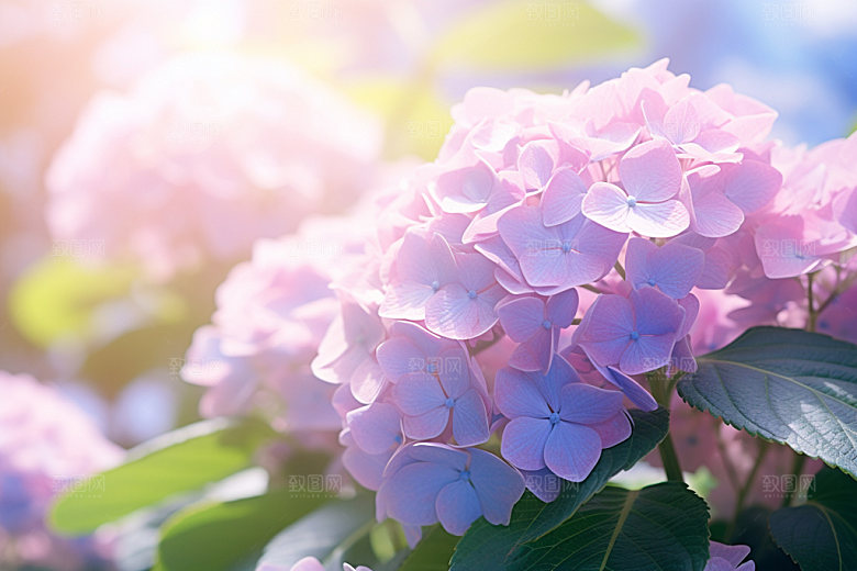 绣球花夏日植物摄影图