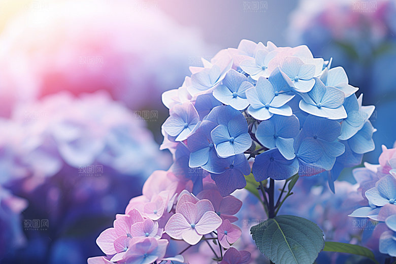 绣球花唯美自然摄影图