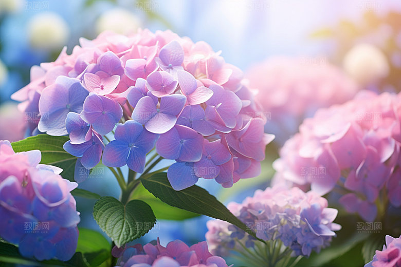 绣球花唯美花卉摄影图