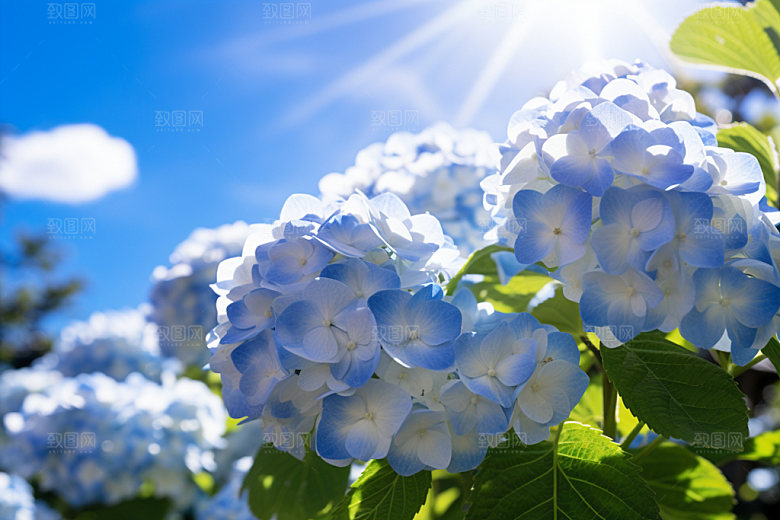 绣球花花卉植物摄影图
