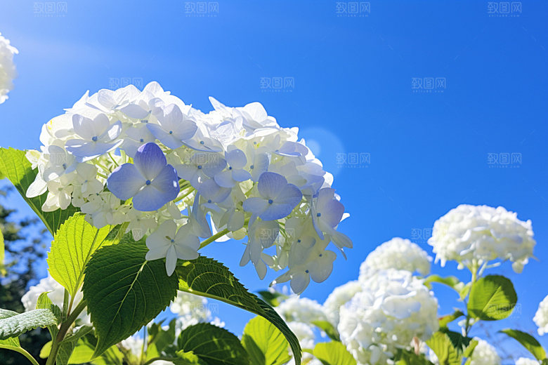绣球花八仙花唯美摄影图