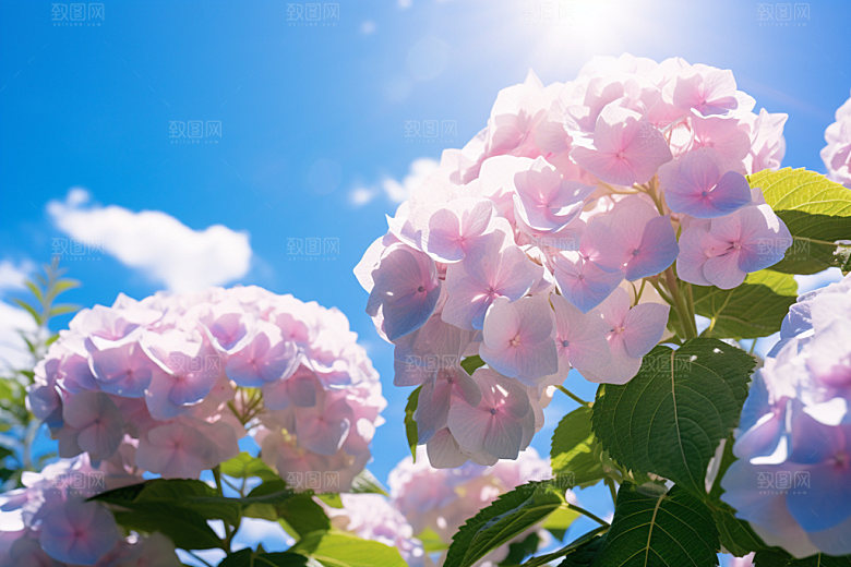 绣球花植物高清摄影图