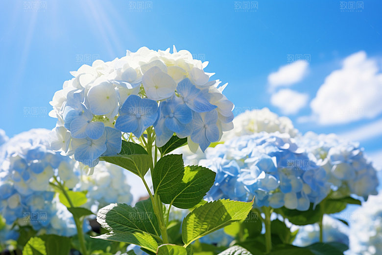 绣球花夏日紫阳花摄影图