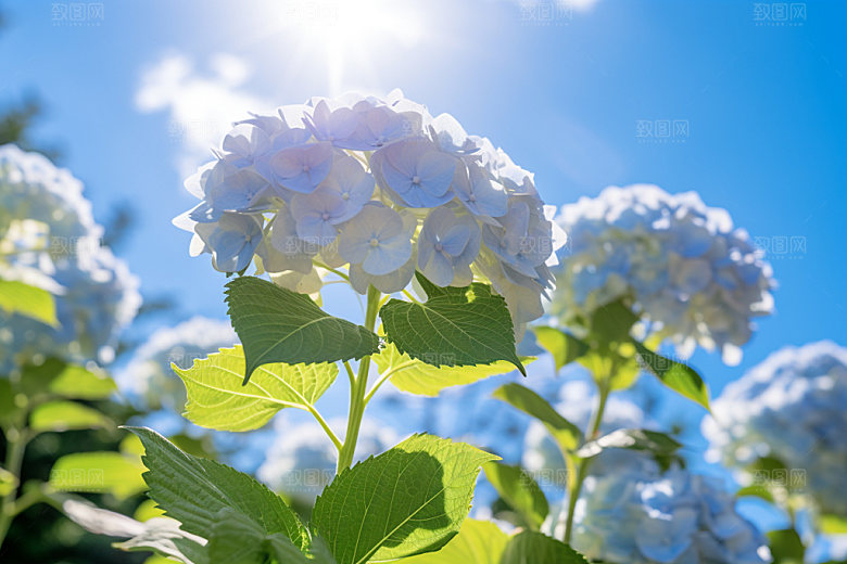 绣球花唯美夏日摄影图