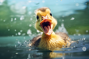 鸭子家禽动物摄影图