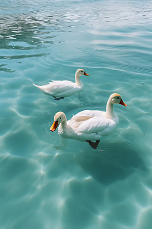 鸭子游泳动物摄影图