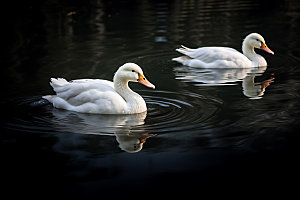 鸭子游泳自然摄影图