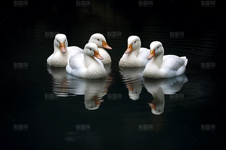 鸭子高清农场摄影图