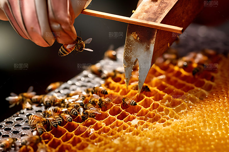 养蜂食品蜜蜂养殖摄影图