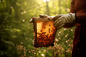 养蜂蜂蜜生产采蜜摄影图