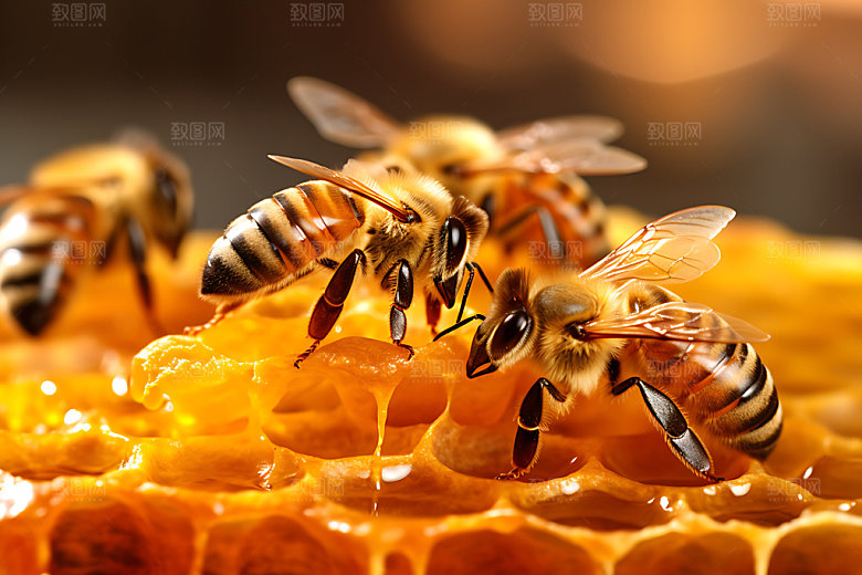 养蜂蜂蜜生产蜂蜜制作摄影图
