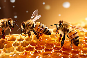 养蜂采蜜蜂蜜生产摄影图