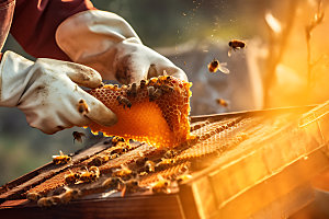 养蜂蜂蜜生产蜜蜂养殖摄影图